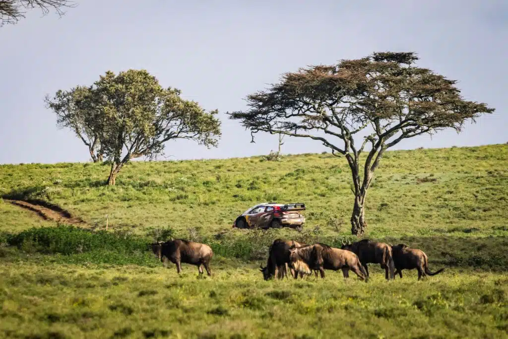 Rallin MM-sarjan klassikko taistelee olemassaolostaan - nyt on jo todella kiire Safari-ralli Keniassa