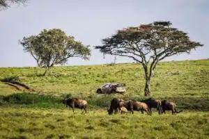 Safari-ralli Keniassa